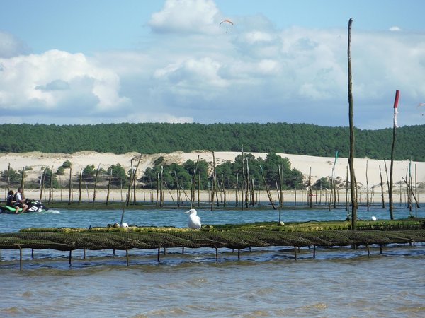 Partir à la découverte du bassin d'arcachon pendant des vacances au domaine les oréades